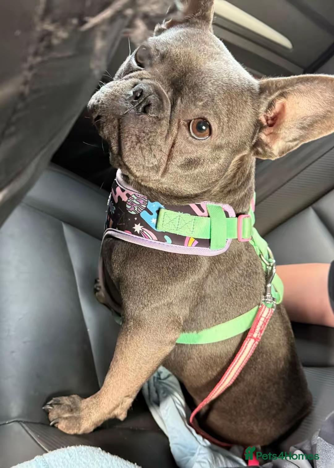 French Bulldog dogs French bulldog female  - Advert 2