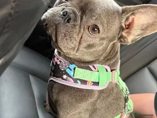 French Bulldog dogs French bulldog female - Advert 2