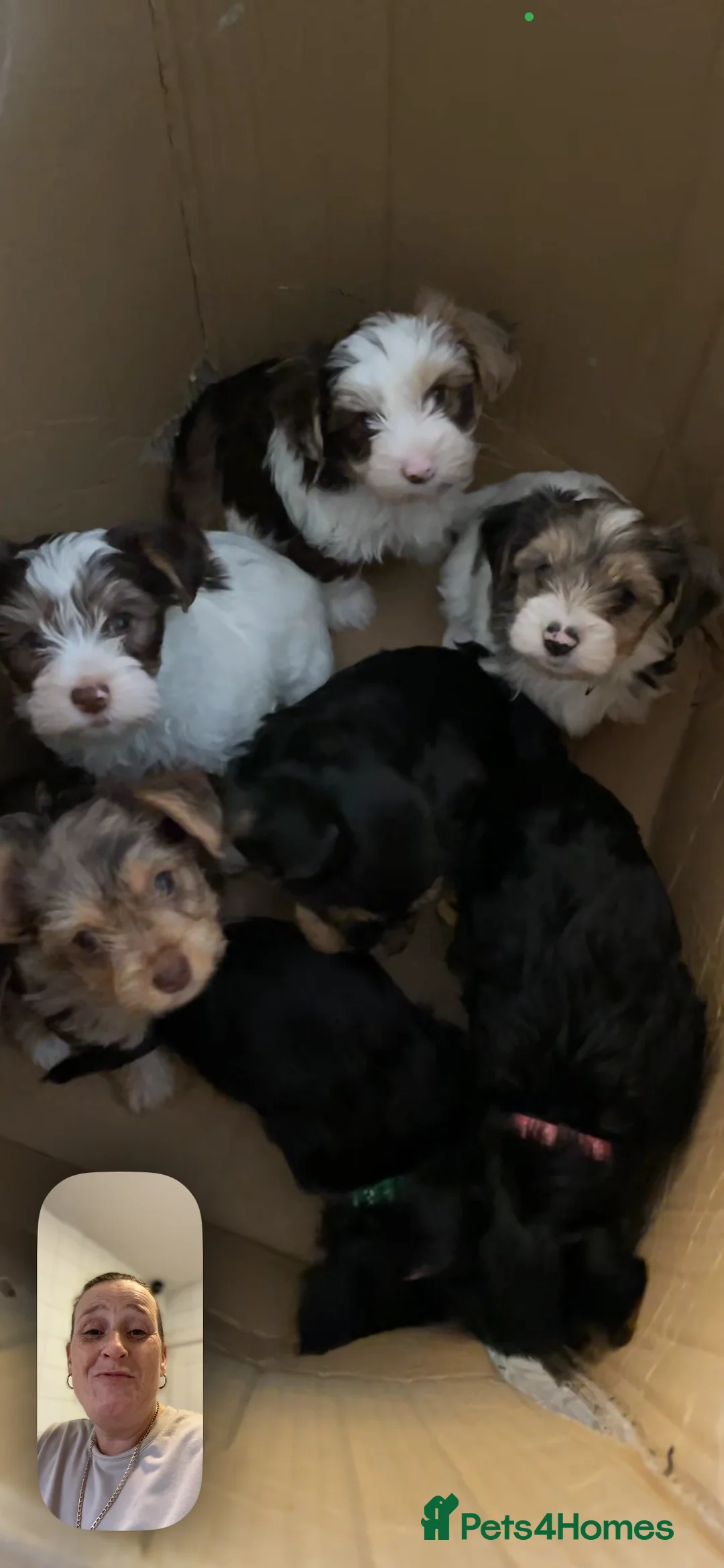 Yorkshire Terrier dogs for sale: READY NOW..PEDIGREE YORKSHIRE TERRIER FOR SALE - Advert 28