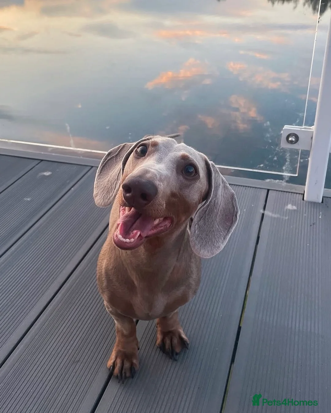 Miniature Dachshund dogs for stud: KC Registered Miniature Dachshund for STUD in Chelmsford - Advert 6