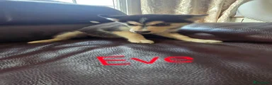 Eve