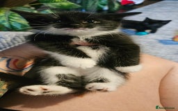 Bombay cats for sale: Kittens ready for new homes  - Image 5