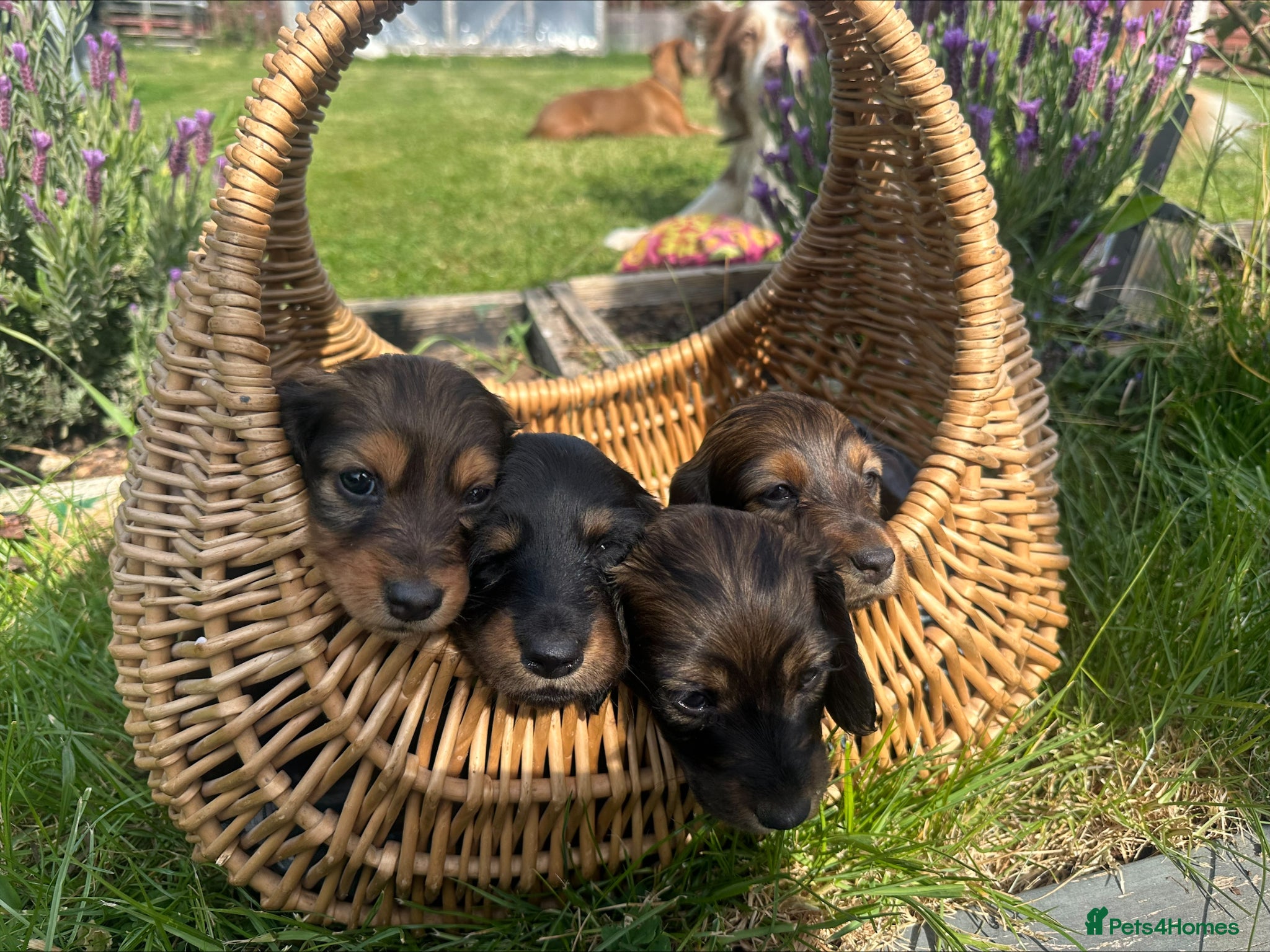 Dachshund dogs Midi Long Haired Dachshund Puppies – Ready Soon 🐾 - Advert 1