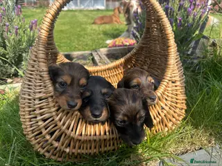 Dachshund dogs Midi Long Haired Dachshund Puppies – Ready Soon 🐾 - Advert 1