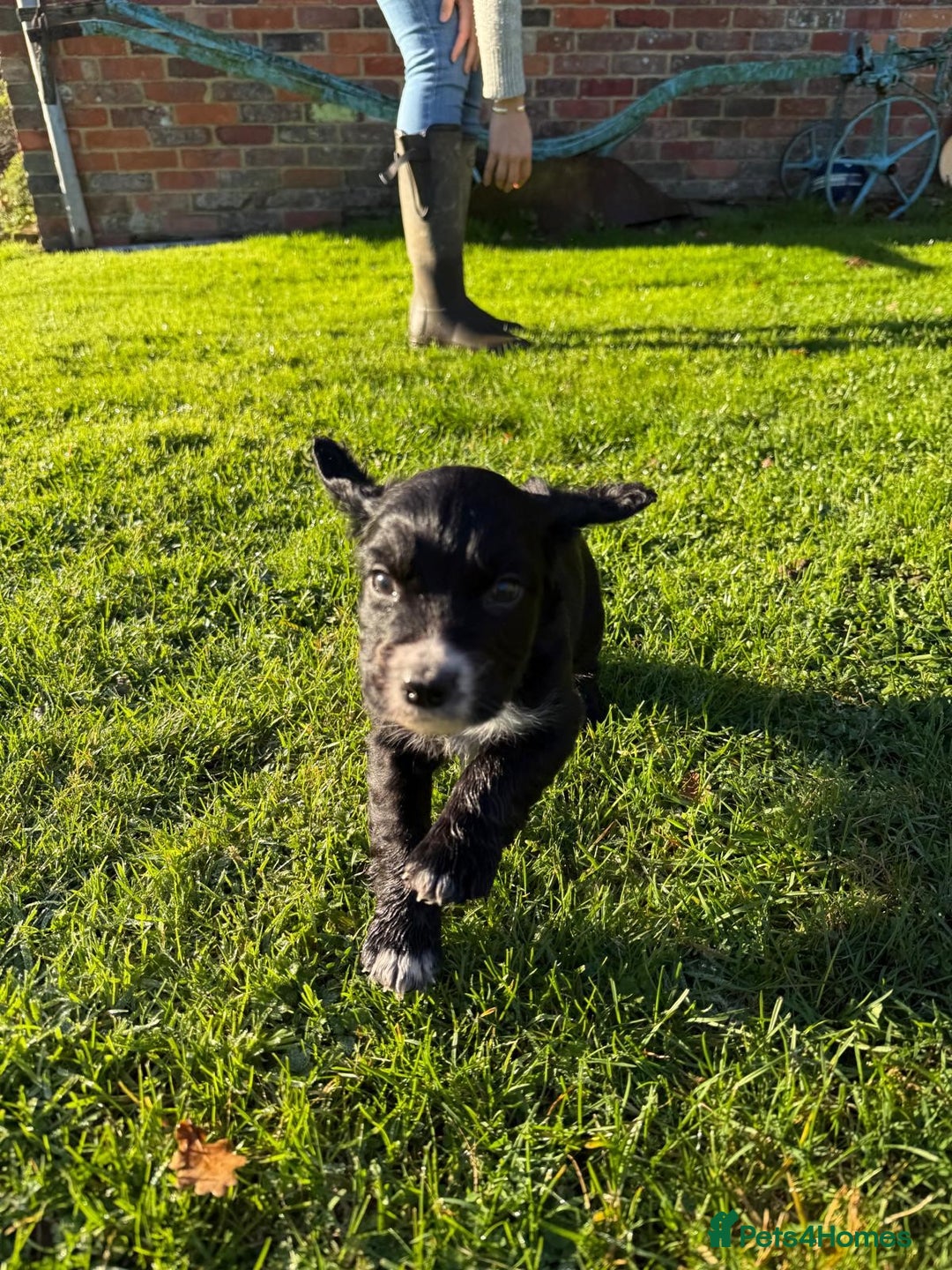 Cocker Spaniel dogs for sale: Working cocker spaniel puppies  - Advert 15
