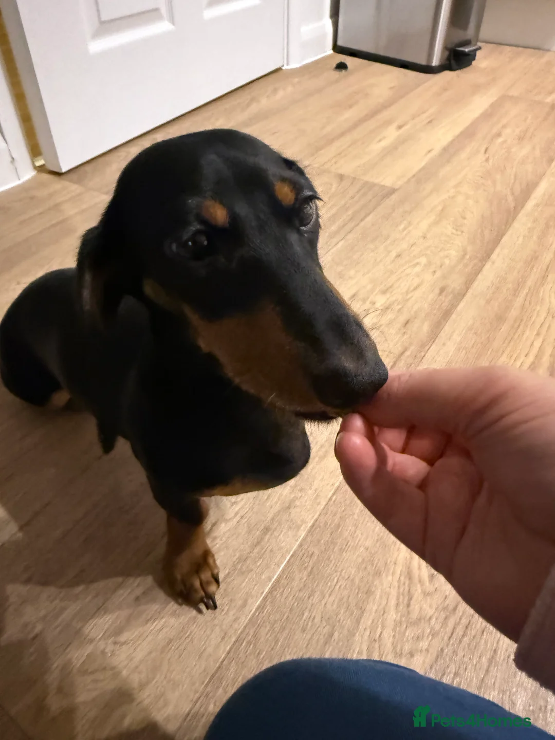 Miniature Dachshund dogs for sale: Beautiful 7 month old female miniature dachshund  - Advert 6