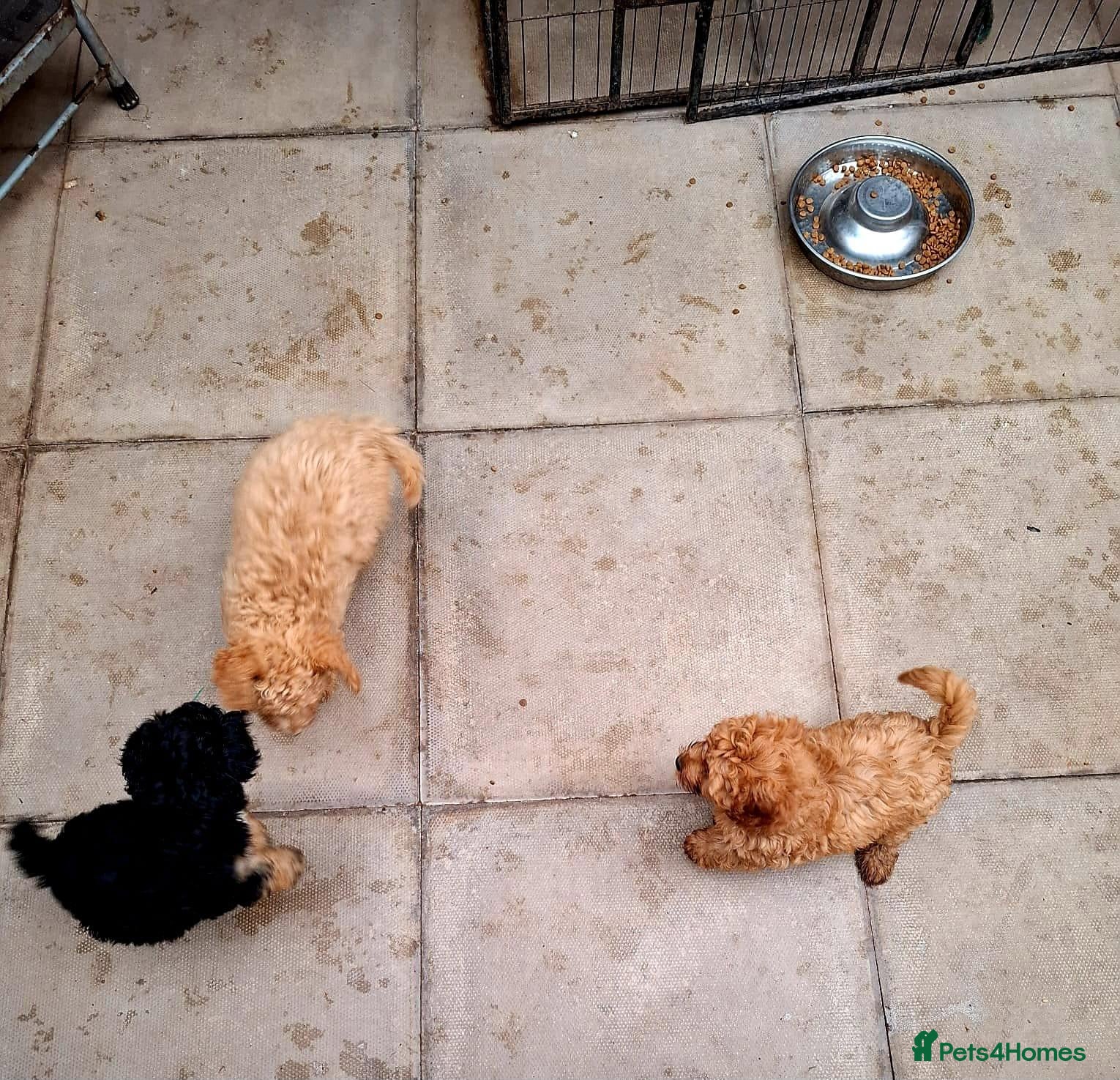Cavapoo dogs 2 LEFT!! 4 Weeks free insurance  - Advert 2