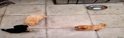 Cavapoo dogs for sale: One boy left deep red colour  - Advert 9