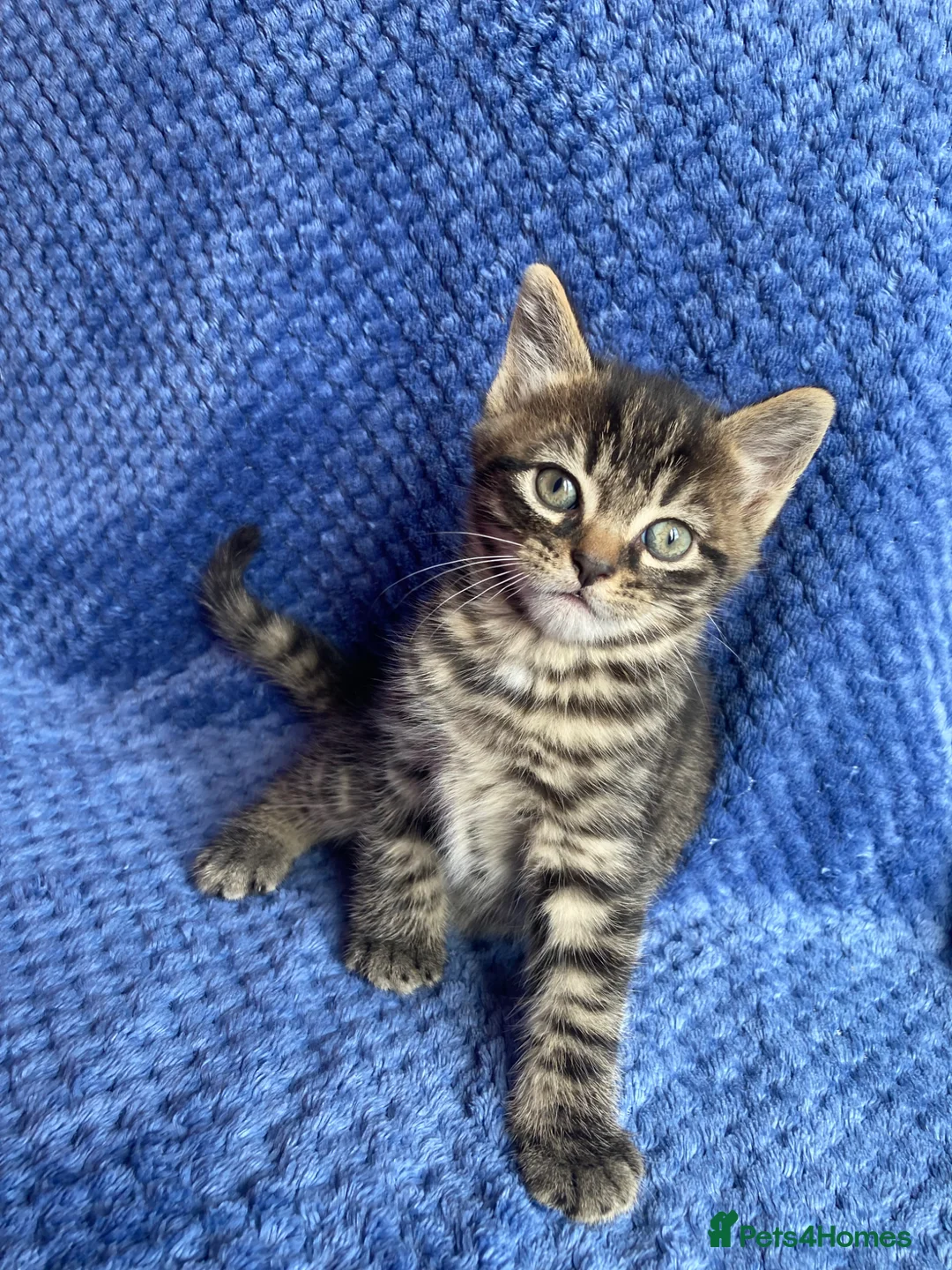 Mixed Breed cats for sale: Mainecoon kittys  - Advert 1