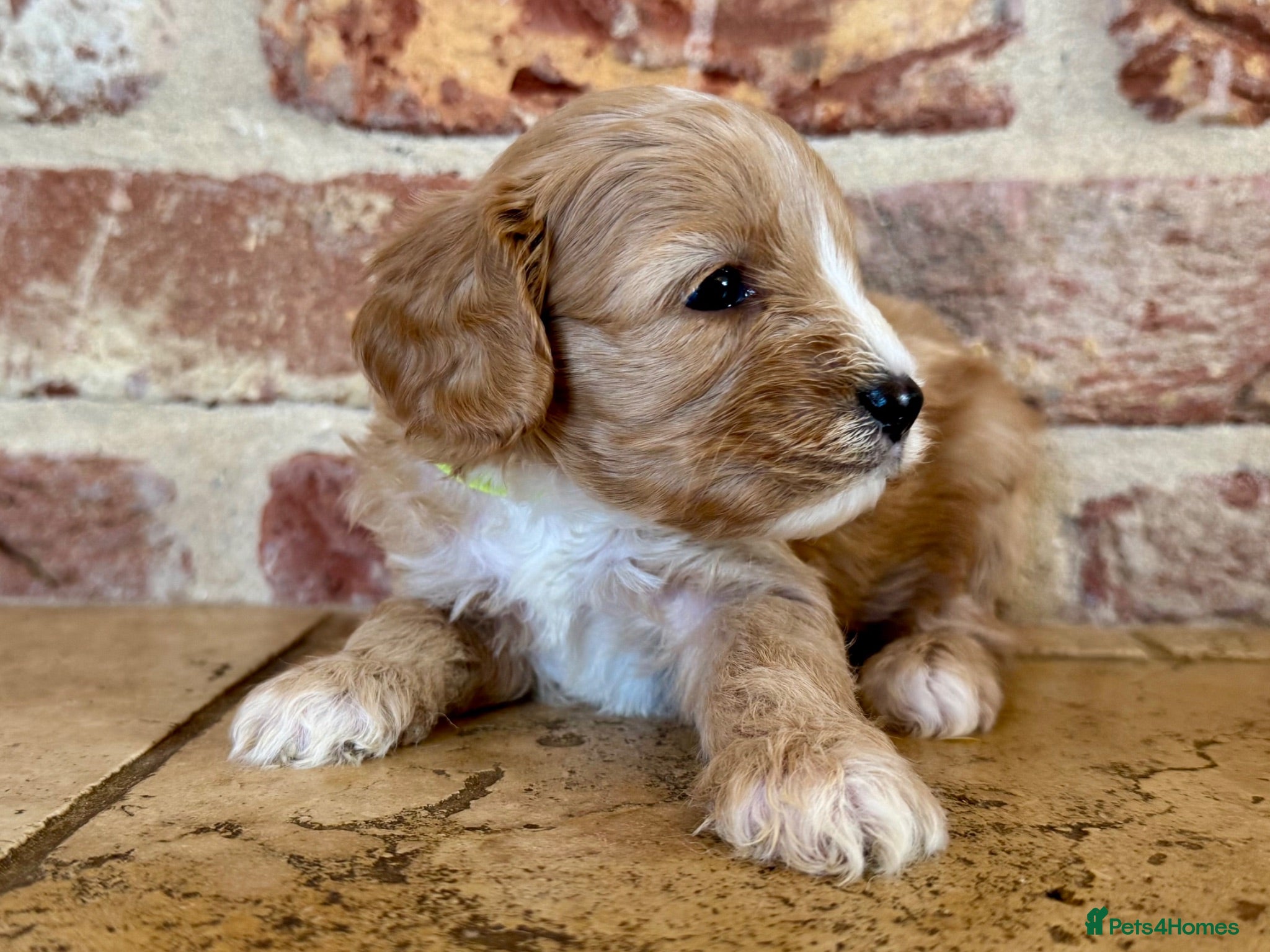 Cavapoo dogs F1 cavapoo males 💙💚 - Advert 2