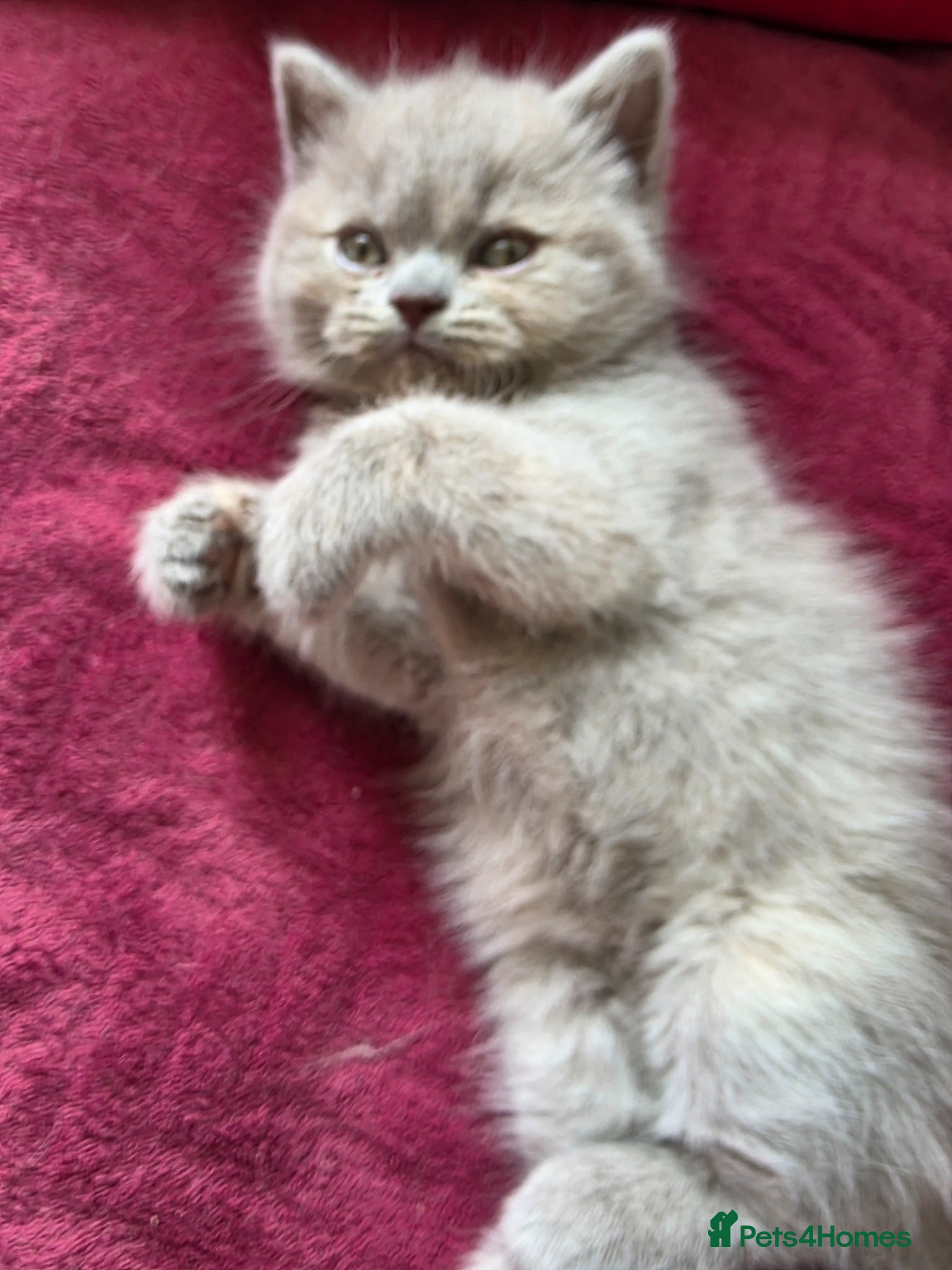 British Shorthair cats 4 British Shorthair kittens for sale - Advert 2