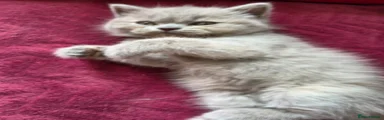 British Shorthair Kitten 4
