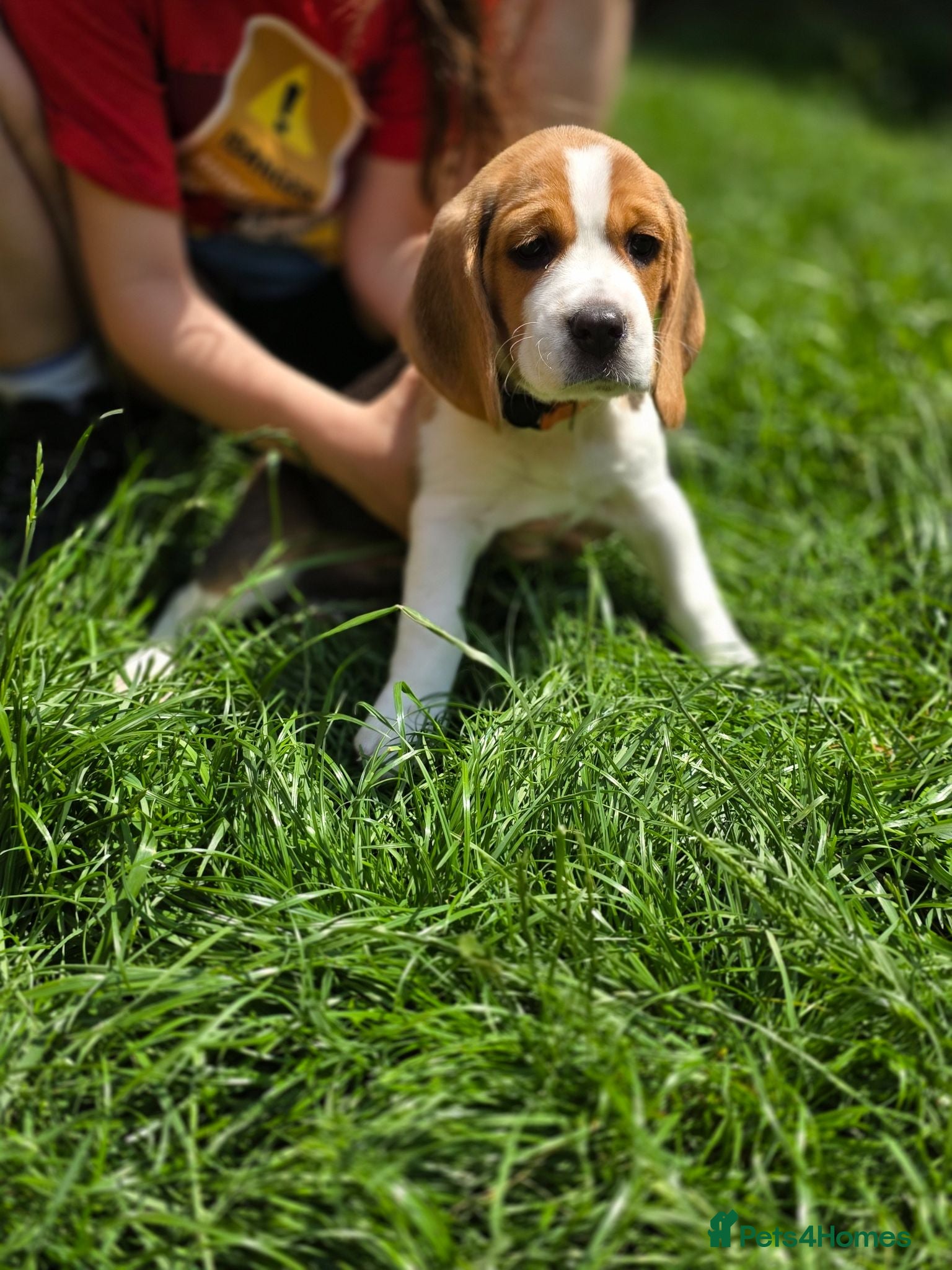 Beagle dogs Beagle puppies ready for love!! - Advert 3