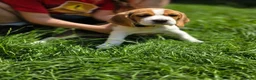 Beagle dogs for sale: Beagle puppies ready for love!! - Advert 4