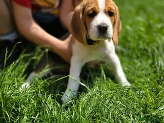 Beagle dogs Beagle puppies ready for love!! - Advert 3
