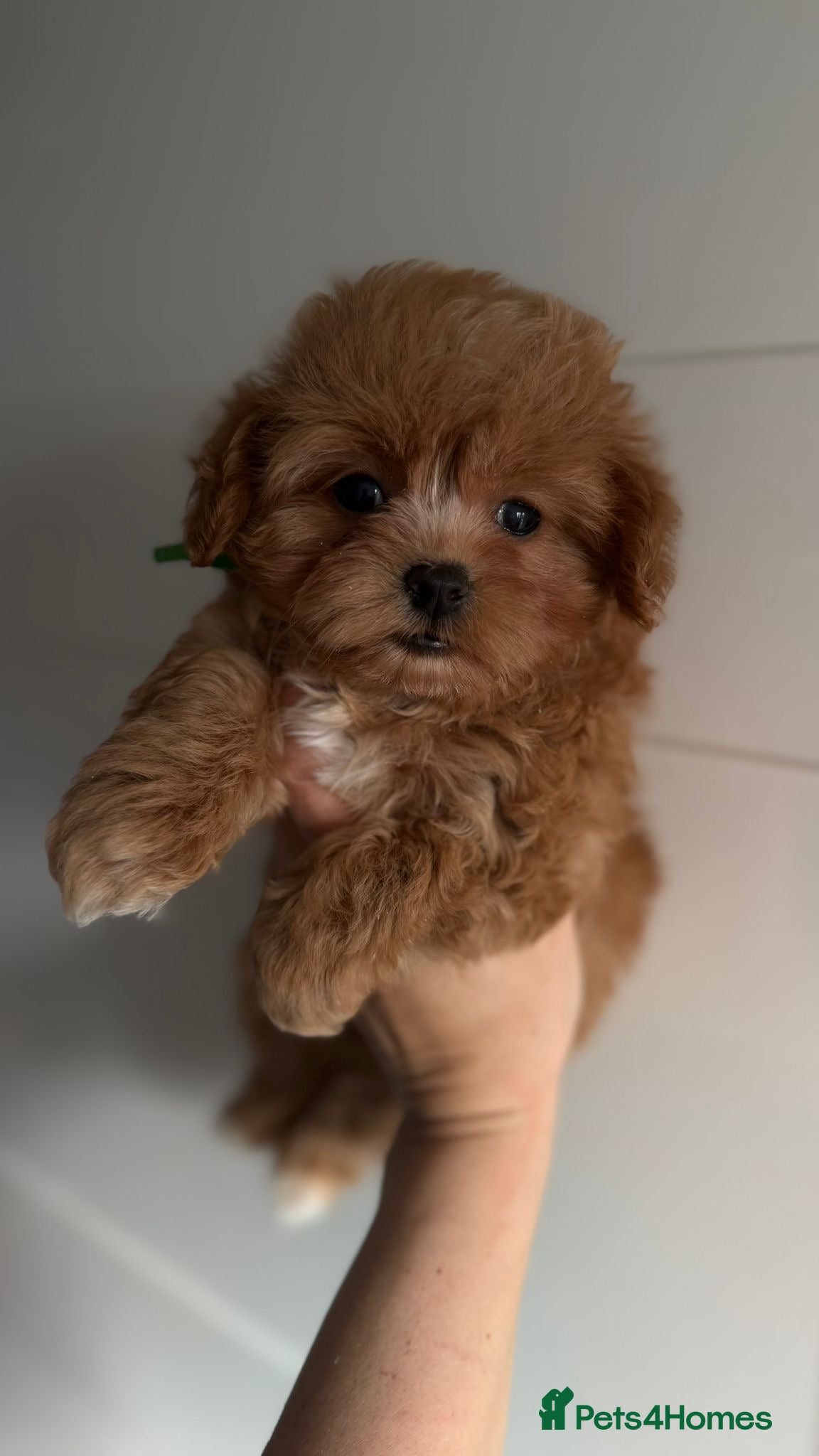 Maltipoo dogs Luxury Toy Maltipoo Boys - Advert 15