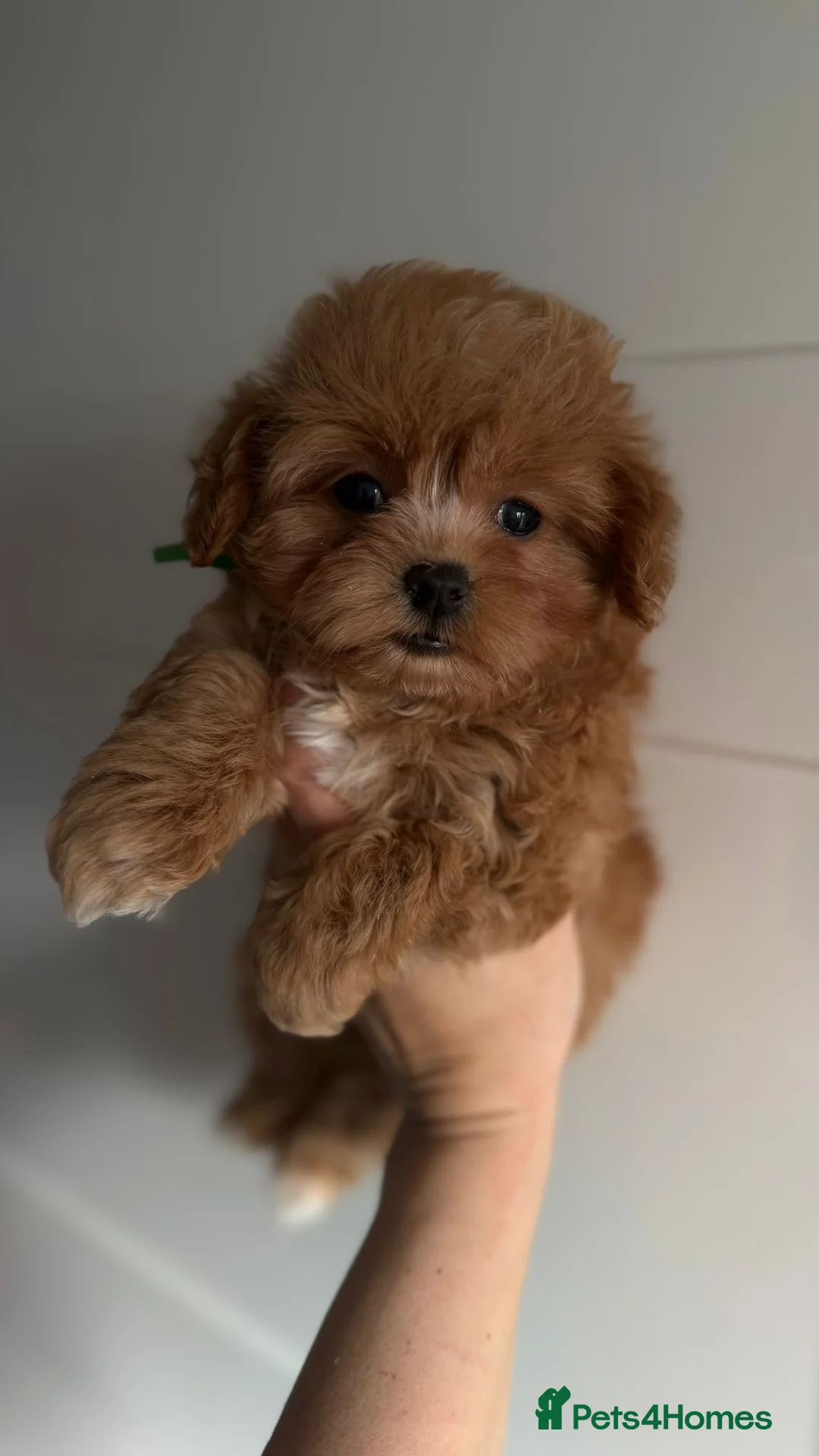 Maltipoo dogs for sale: Luxury Toy Maltipoo Boys - Advert 1