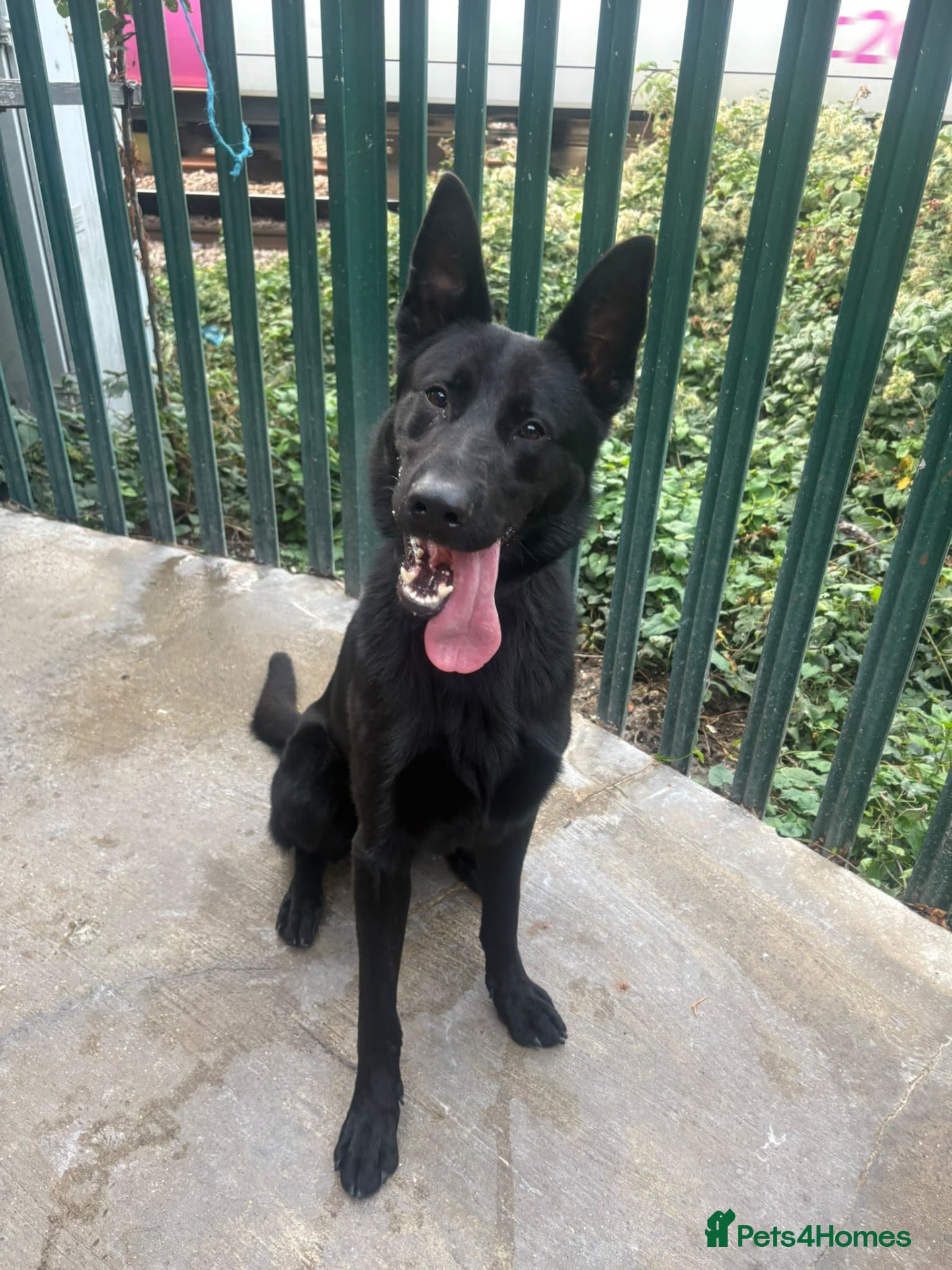 German Shepherd dogs STUNNING 1-YEAR-OLD BLACK GERMAN SHEPHERD MALE - Advert 1