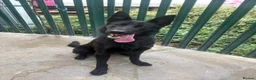 German Shepherd dogs for sale: STUNNING 1-YEAR-OLD BLACK GERMAN SHEPHERD MALE in London - Advert 1