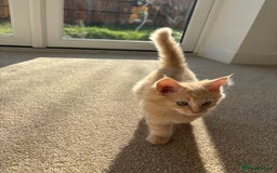 Ragdoll cats for sale: ragdoll cross boy for sale - Image 1