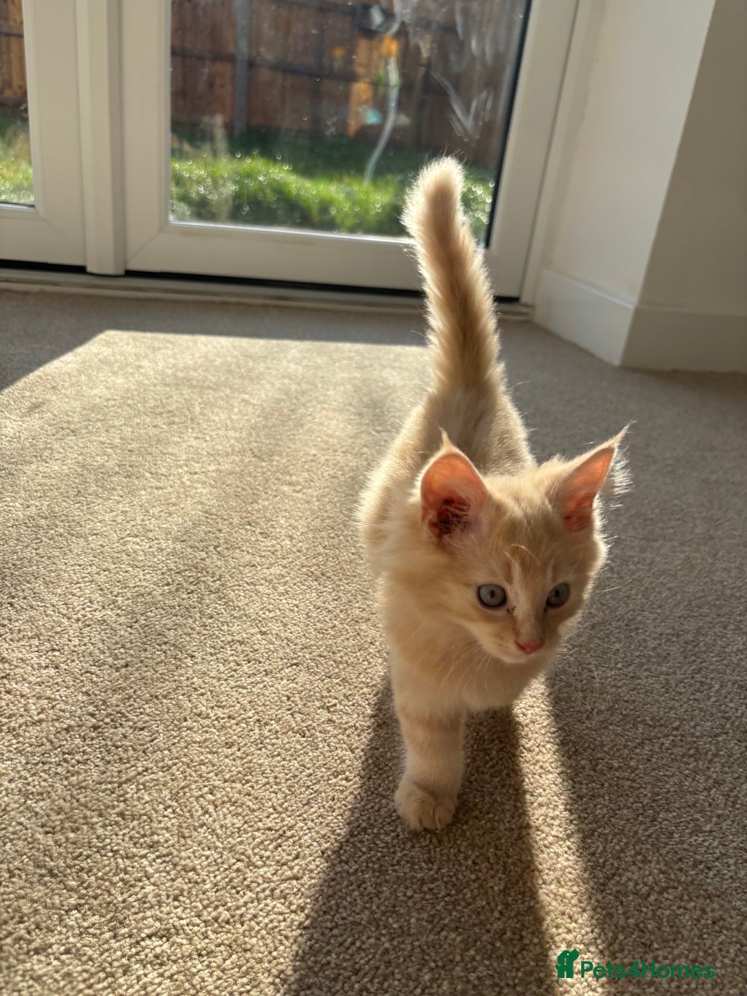 Ragdoll cats for sale: ragdoll cross boy for sale - Image 1