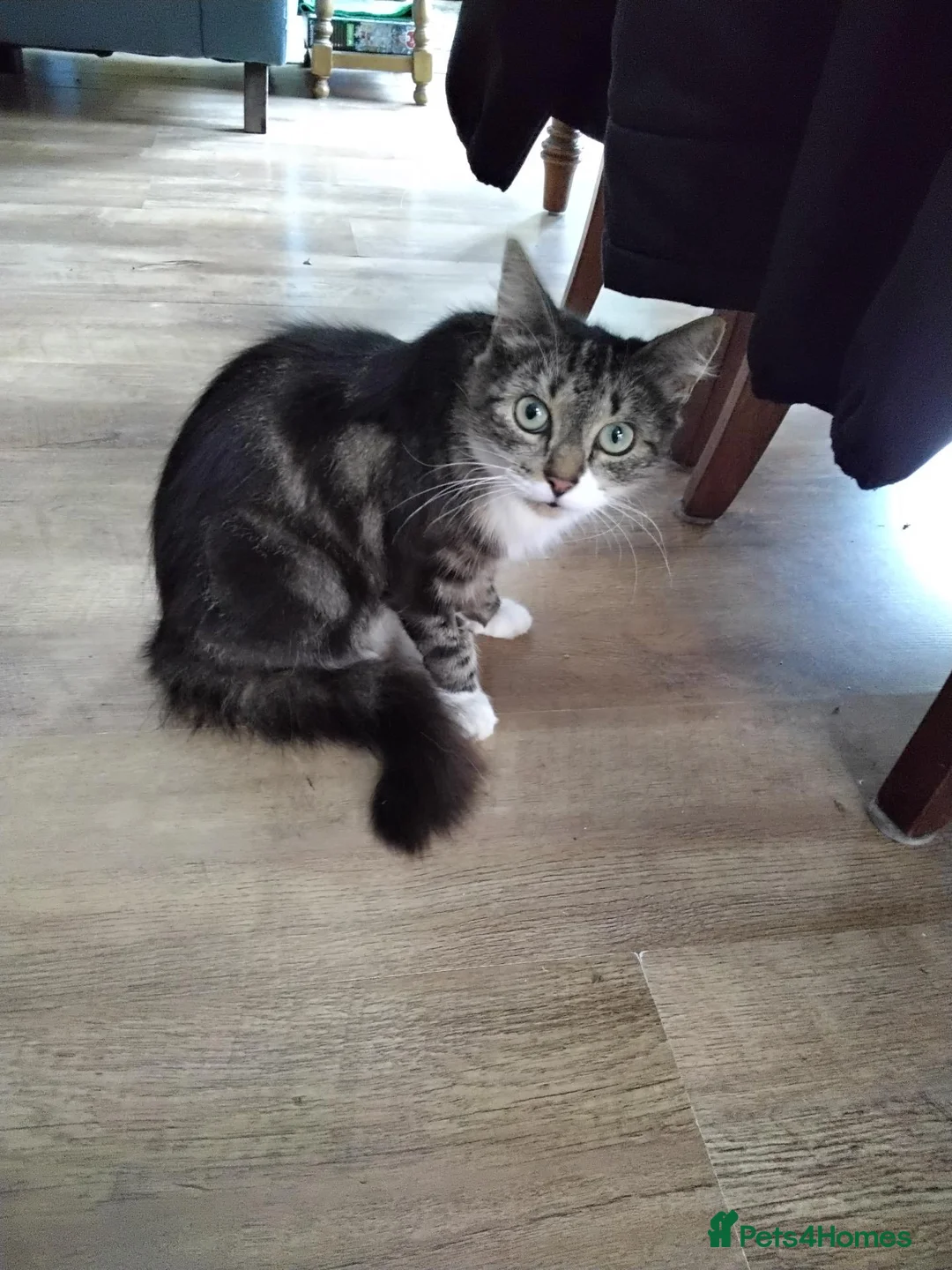 Mixed Breed cats for sale: Beautiful playful kittens  - Advert 2