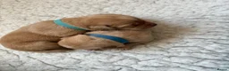 Labrador Retriever dogs for sale: K.C.Reg Superb Labrador Puppies - Advert 10