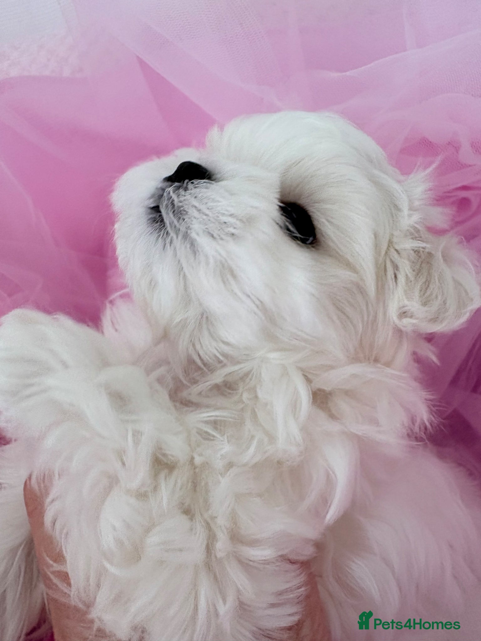 Maltese dogs 💗Gorgeous Korean baby girl 💗 - Advert 11