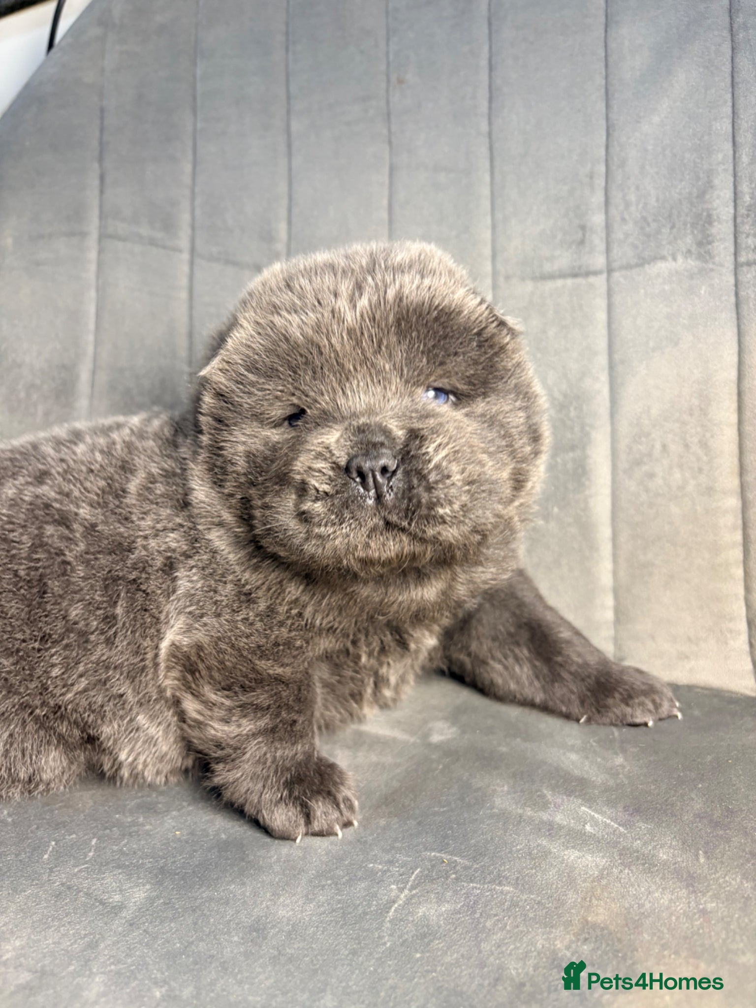 Chow Chow dogs Chow Chow puppies for sale DWKC 🐶 - Advert 1