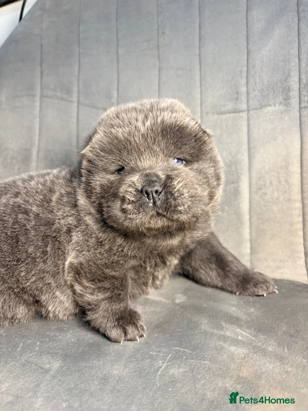 Chow Chow dogs for sale: Chow Chow puppies for sale last 1 available DWKC - Advert 1