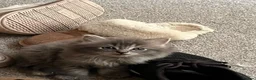 Ragdoll cats for sale: Ragdoll cross tabby kittens - Advert 12