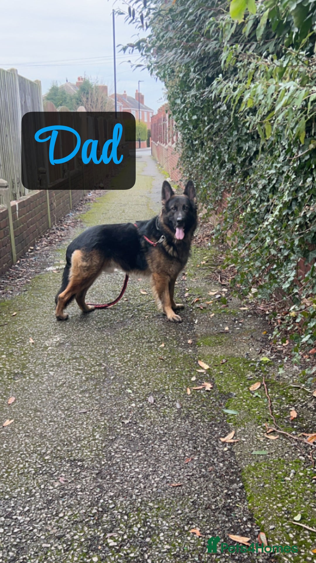 Shepsky dogs for sale: 9 beautiful Shepsky puppies in Doncaster - Advert 10