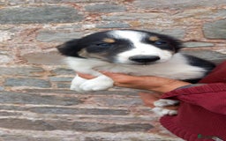 Border Collie dogs for sale: 7 adorable puppies available NOW - Image 9