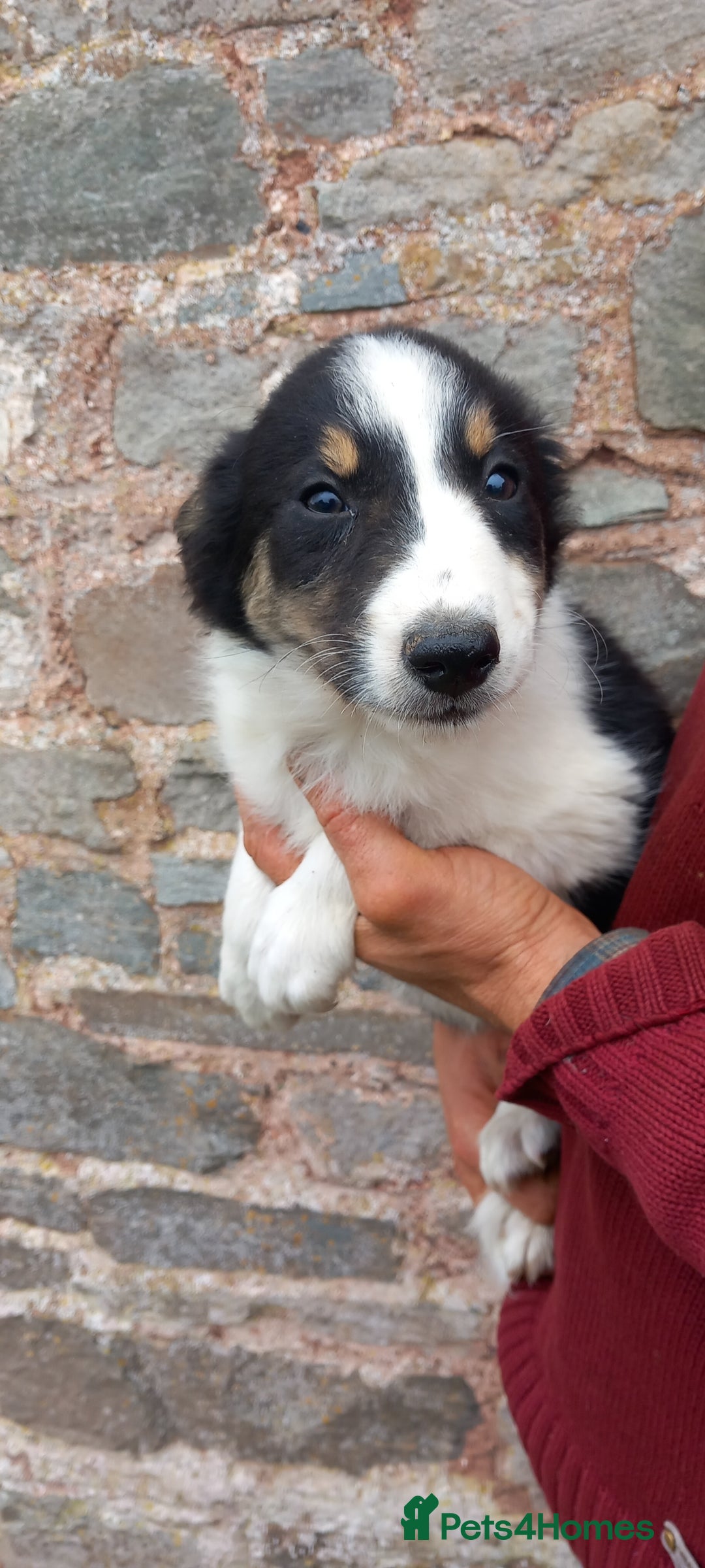 Border Collie dogs for sale: 7 adorable puppies available NOW - Image 9