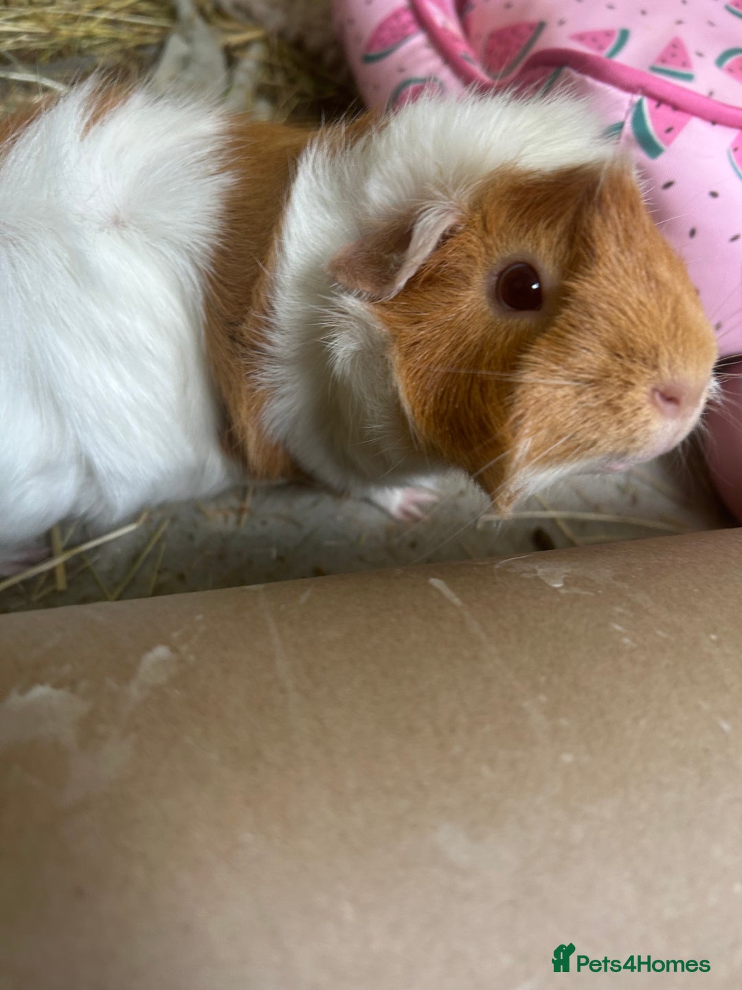 Guinea Pig rodents for sale: 2 Bonded Female Guinea Pigs - Image 2