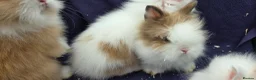 Lionhead rabbits for sale: Gorgeous purebred lionhead rabbits - Advert 3