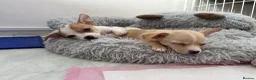 Jack Chi dogs for sale: 3 beautifully puppies for sale in London - Advert 18