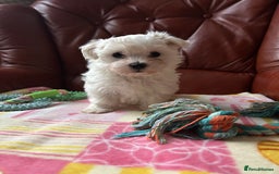 Maltese dogs for sale: Extra mini adorable pups in Bury - Image 10