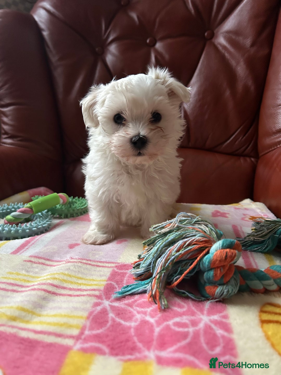 Maltese dogs for sale: Extra mini adorable pups in Bury - Image 10