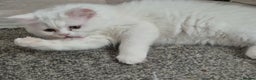 Mixed Breed cats for sale: Persian X Ragdoll Kittens Ready For Forever Homes! - Advert 23