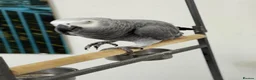 Parrots birds for sale: African Grey Forsale  in Smethwick - Advert 2