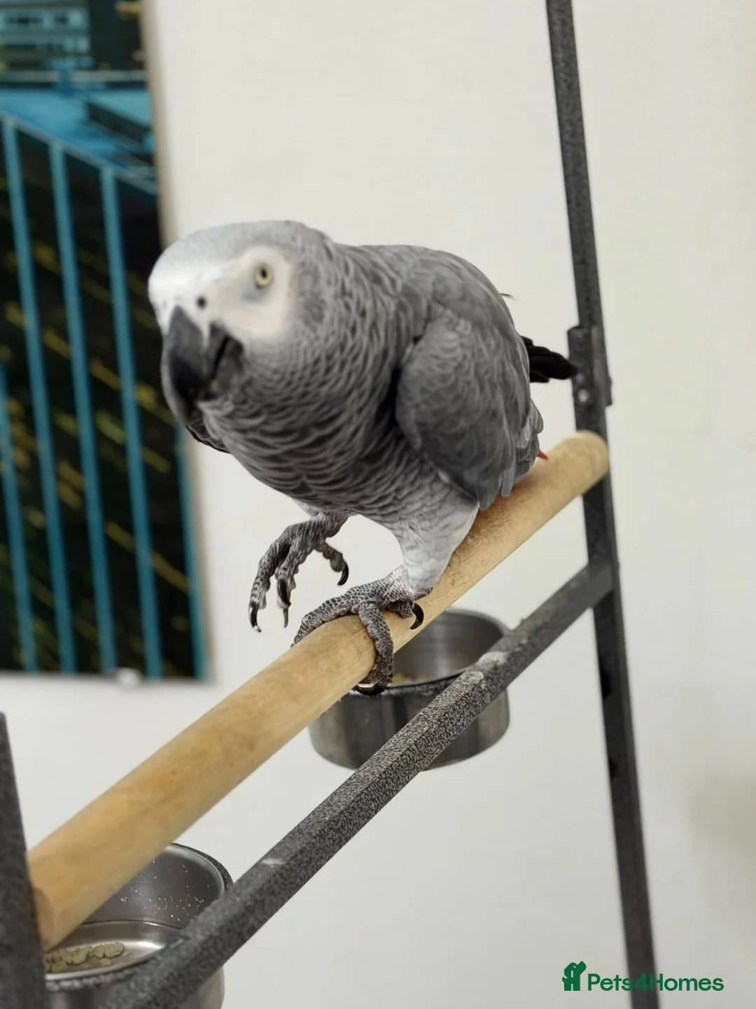 Parrots birds for sale: African Grey Forsale  in Smethwick - Advert 2