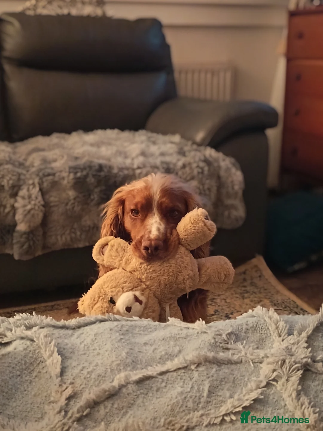 Cocker Spaniel dogs for stud: Red fox cocker  - Advert 2
