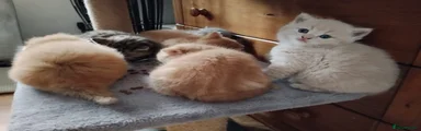 Scottish Fold Kitten 1