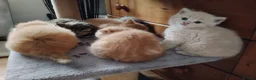 Scottish Fold cats for sale: One boy and 3 girls Scottish fold and straight  - Advert 12