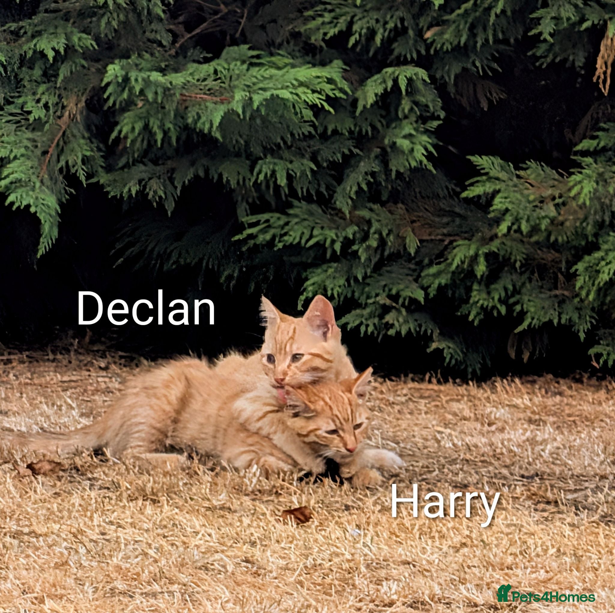 Bengal cats Bengal/Norwegian Forest kittens - Advert 2