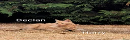 Bengal cats for sale: Bengal/Norwegian Forest kittens - Advert 2