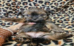 Yorkshire Terrier dogs for sale: 🧡 DNA tested parents 🧡 Dark Red Sable female - Image 3