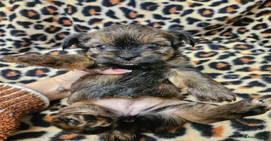 Yorkshire Terrier dogs - Advert 10