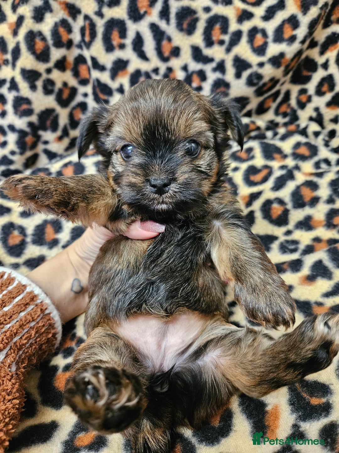 Yorkshire Terrier dogs for sale: 🧡 DNA tested parents 🧡 Dark Red Sable female - Image 3